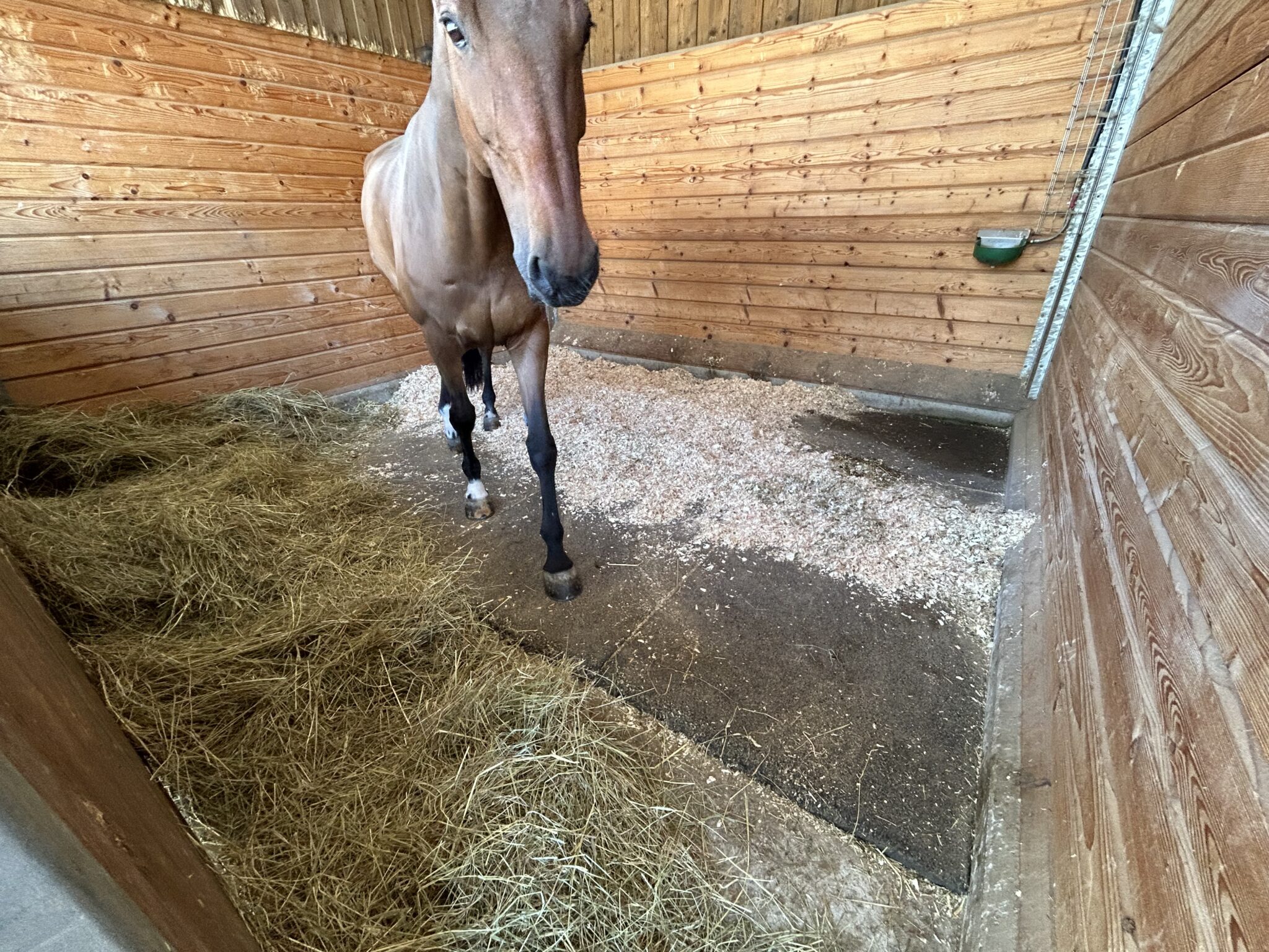 Expert en litières pour chevaux - Litières cheval - Litière Cheval
