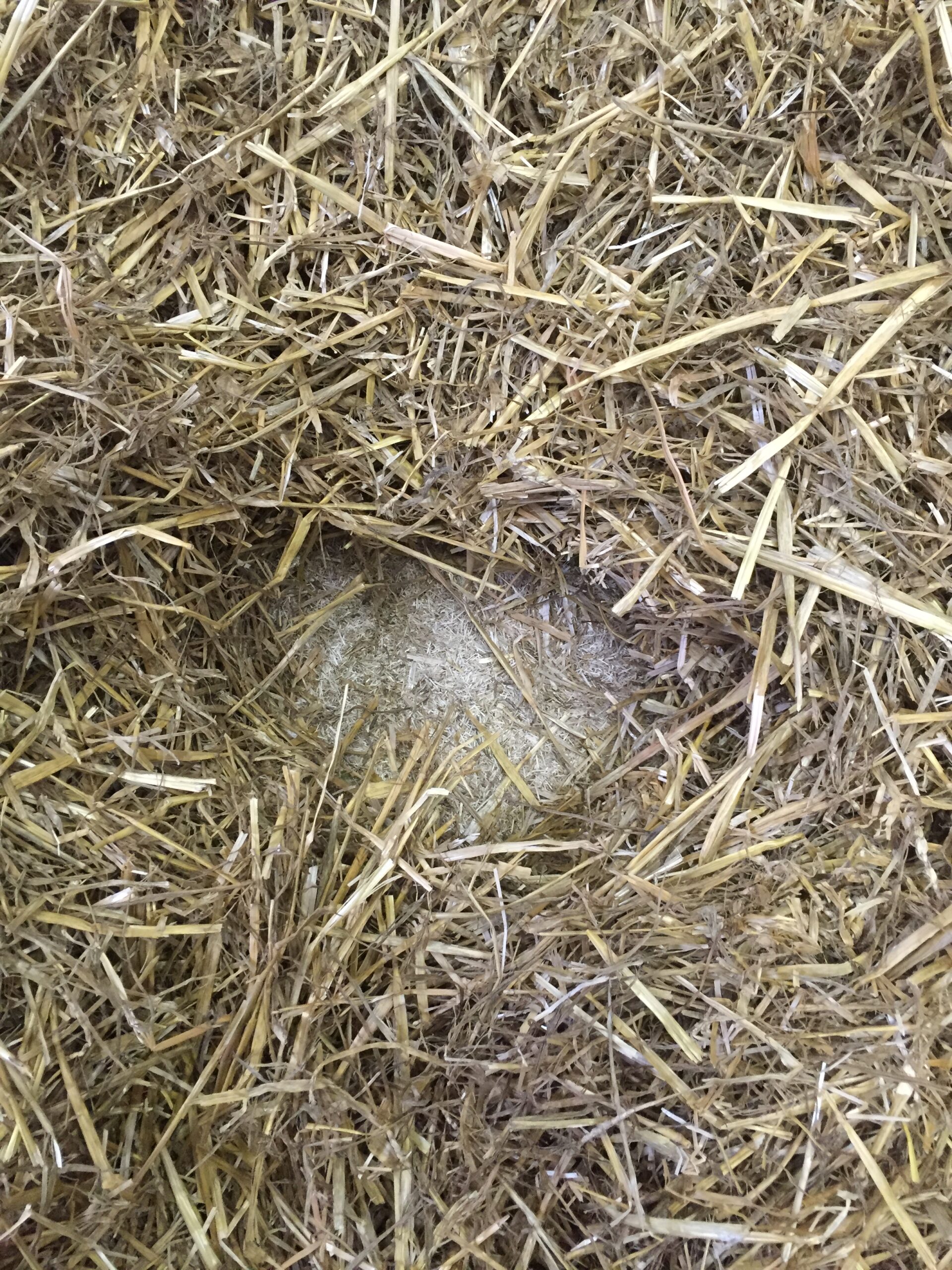 🐴 Optimisez vos boxes de poulinage avec LINABOX !